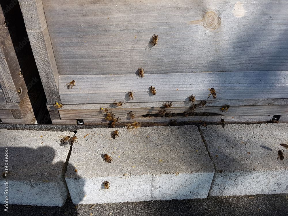 Bienen, Bienenstock, Apis; mellifera Bienen, Bienenstock, Apis; mellifera