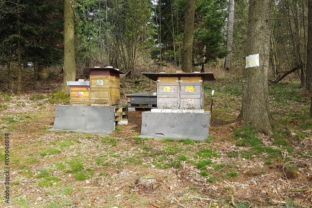 Fototapeta premium Bienen, Bienenstock, Apis; mellifera
