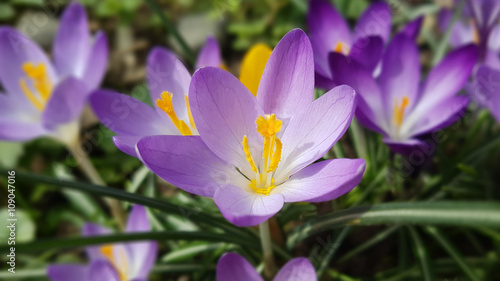 Botanischer  Krokus  Crocus  sativus