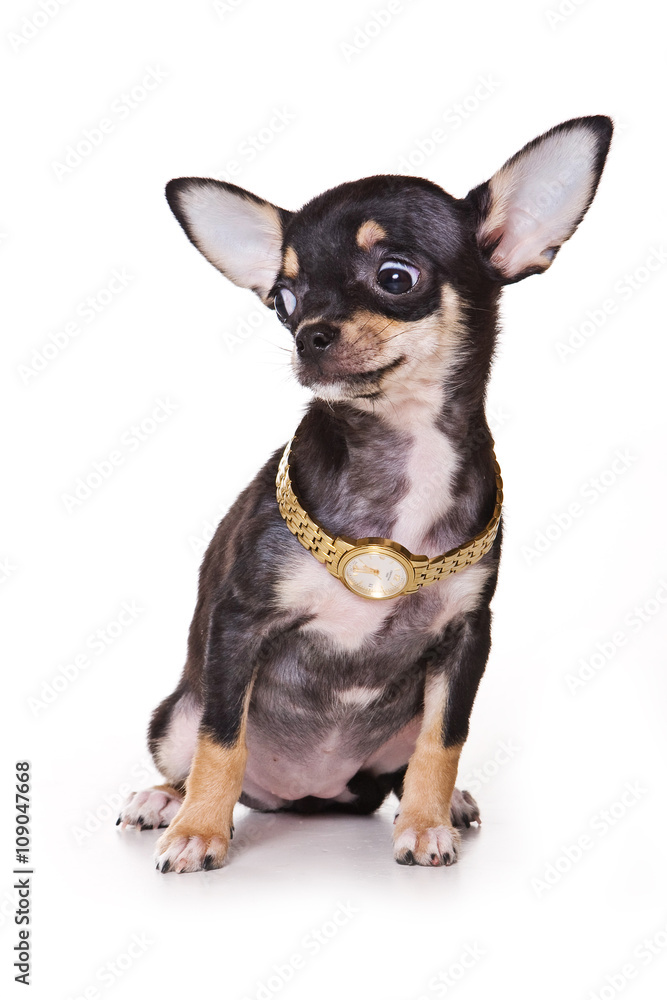Black Chihuahua puppy and watch (isolated on white)
