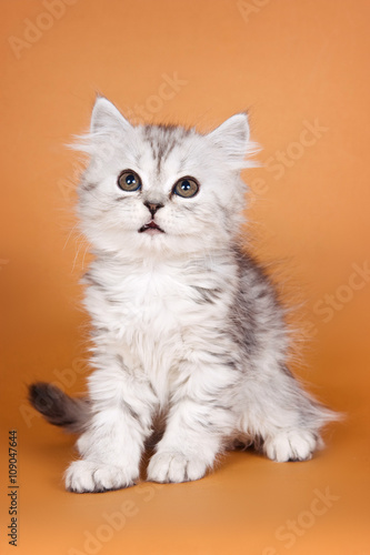 Tabby kitten on an orange background