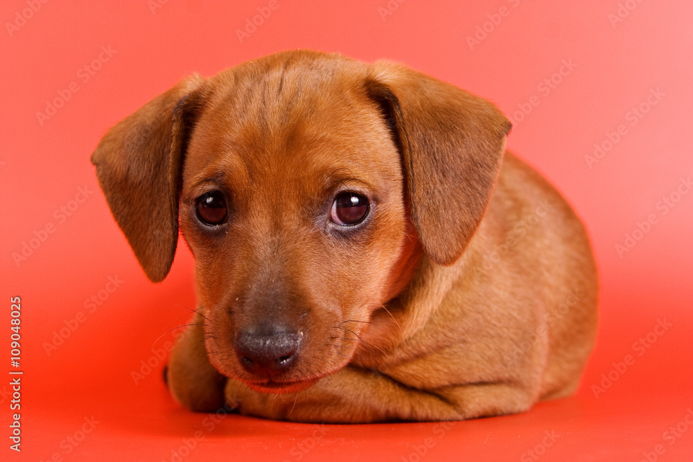 Red Pinscher puppy on a red background (isolated on white) Red Pinscher puppy on a red background (isolated on white)