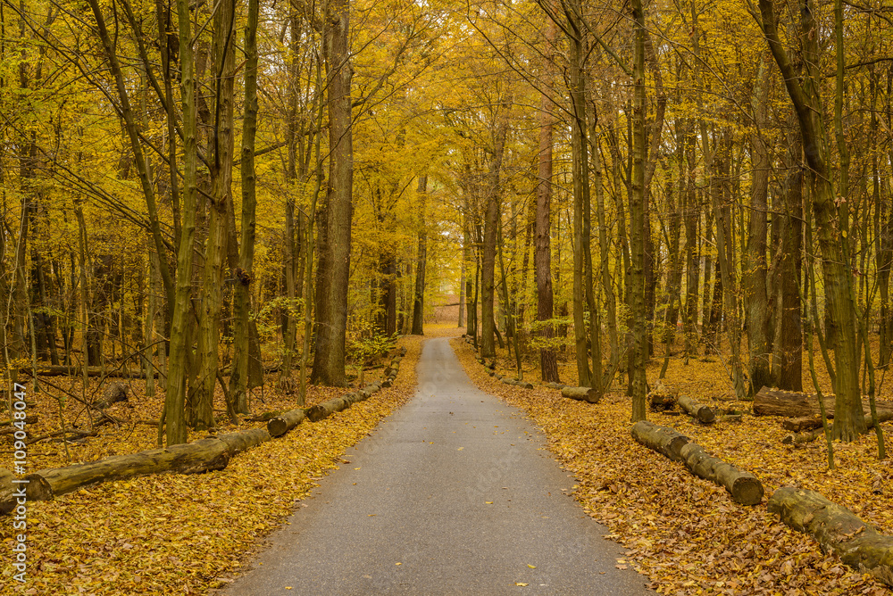 narrow asphalt road in colorful autumn forest
