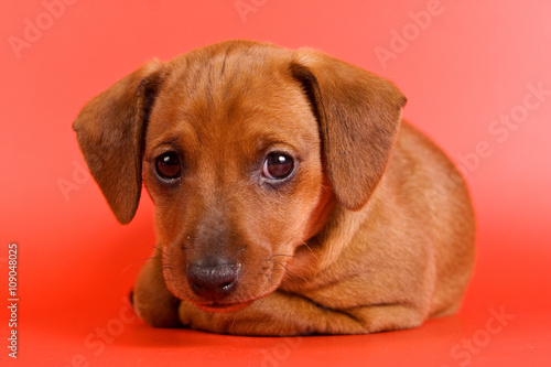 Red Pinscher puppy on a red background  isolated on white 