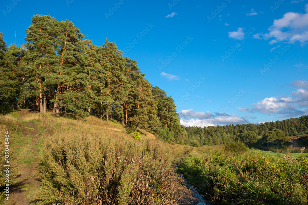 Big beautiful pine trees grow on the big hill above the river