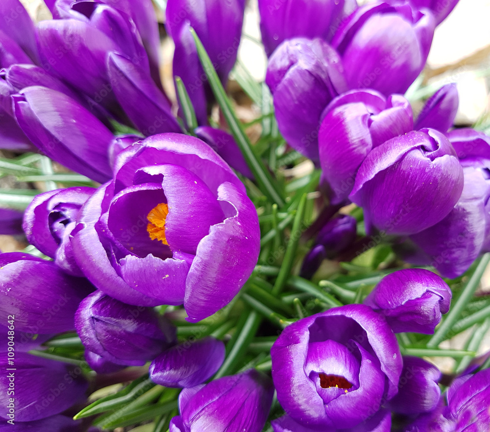 Obraz premium Gartenkrokus, crocus; Vernus