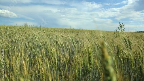 Beautiful wheat field on blue sky with clouds. Green wheat in the field. Not Mature the wheat. Green ears of wheat. Beautiful wheat field on blue sky with clouds. The camera moves through the field.