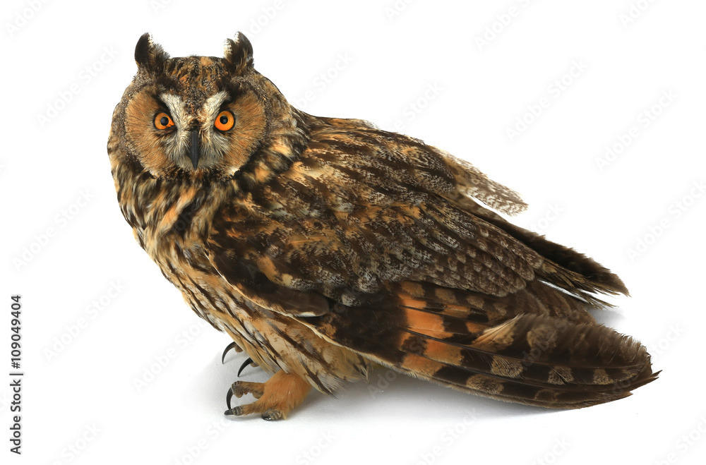 Fototapeta premium owl