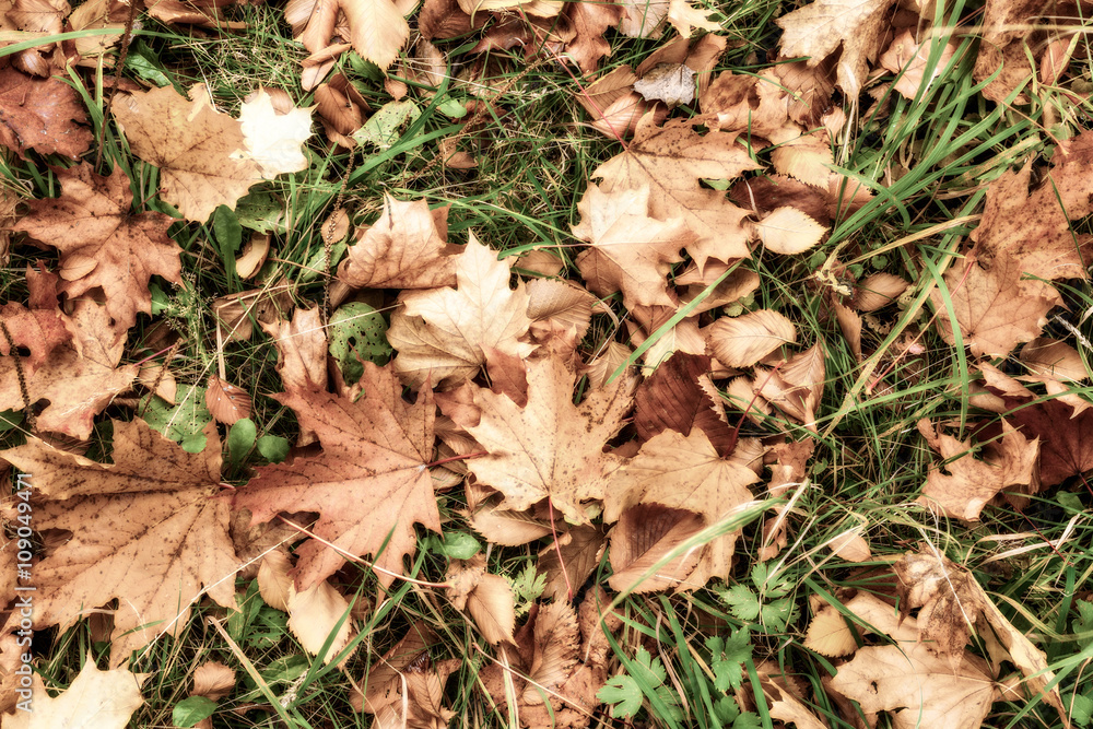 Natural still life from a forest grass and yellow maple leaves Natural still life from a forest grass and yellow maple leaves