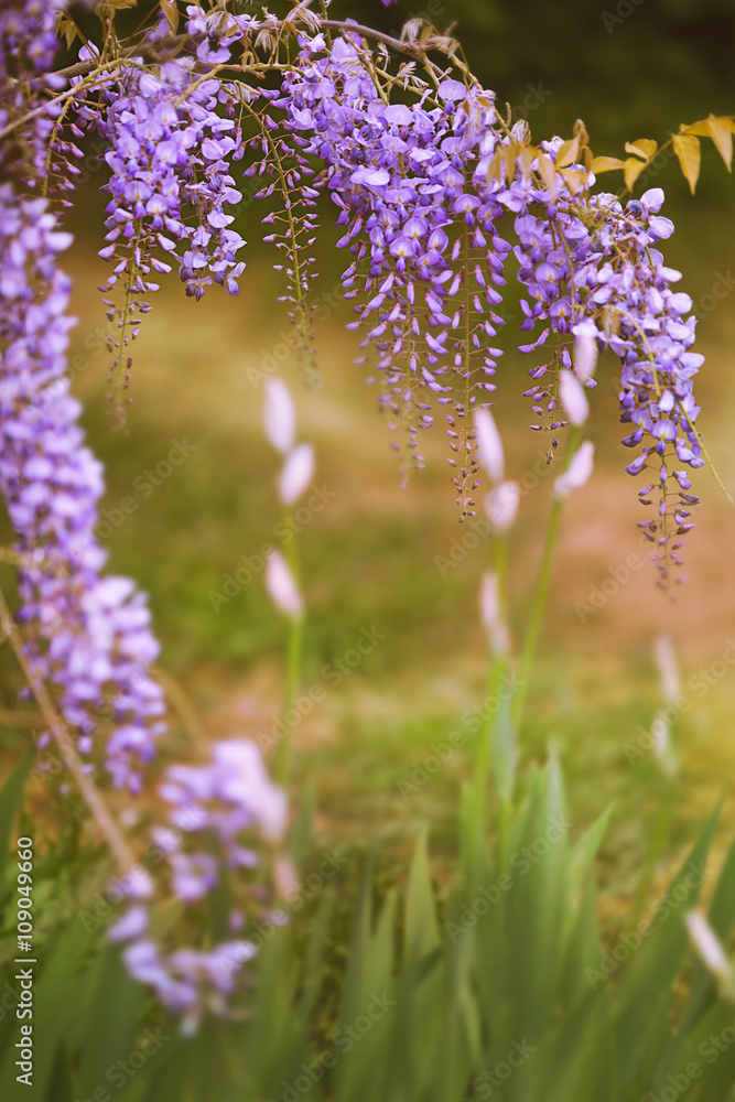 Obraz premium purple flowers in spring