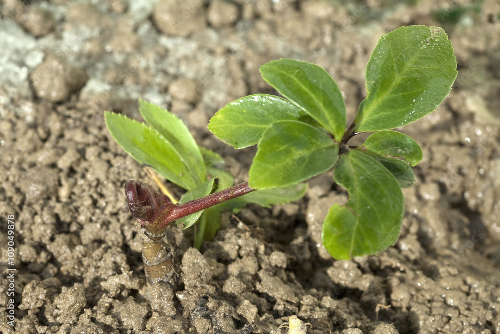 Christrose; Helleborus niger; Keimling, Sproessling