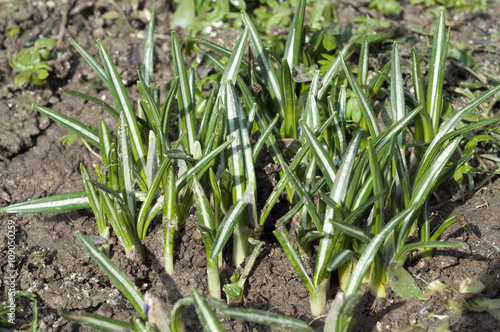 Botanischer; Krokus; Crocus; sativus; Keimling, Sproessling