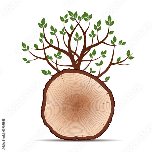 Rings of Tree and Green Leafs. Color Vector Illustration.