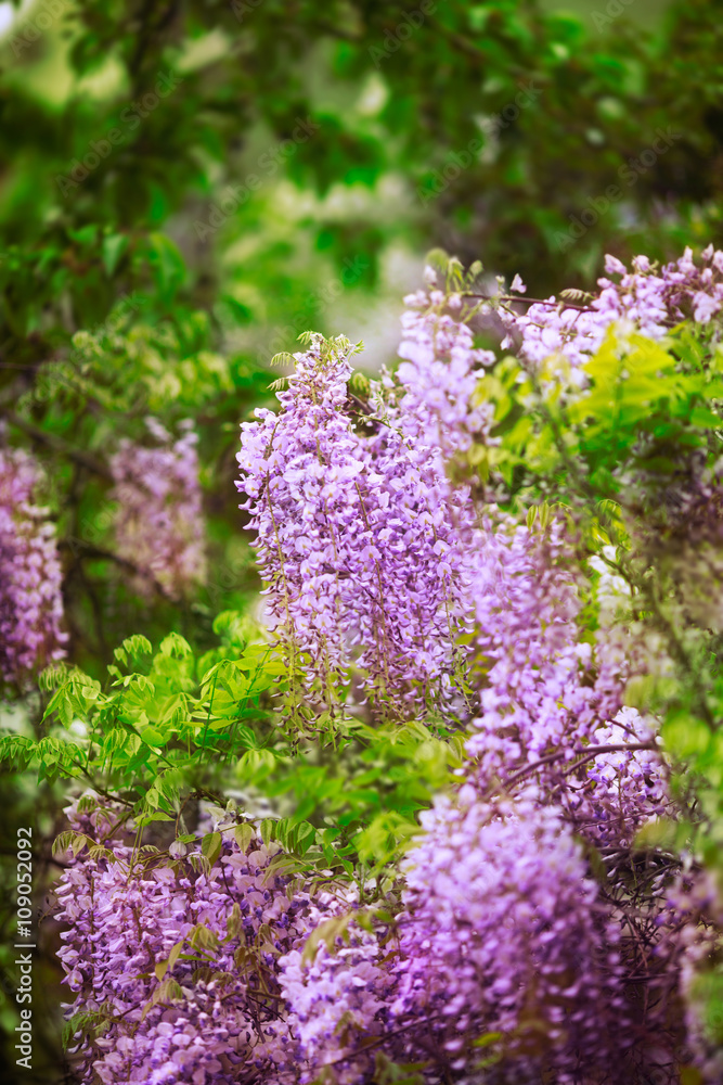 Obraz premium purple flowers in spring