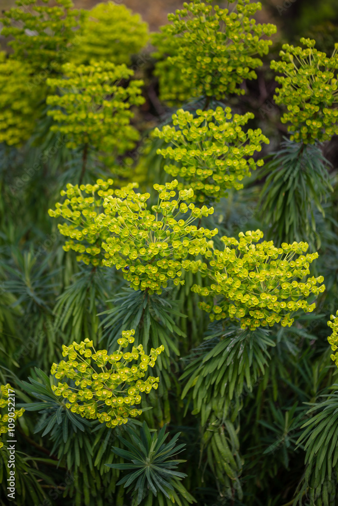 Fototapeta premium Euphorbia characias