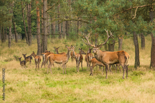 Deer herd in the forest with onde male red deer stag guarding the herd