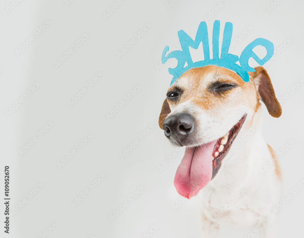 don't worry be happy smiling dog portrait. Motivation emotional pet - obrazy, fototapety, plakaty 