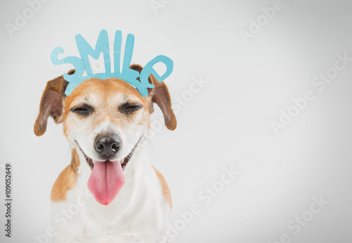 satisfied smiling happy dog. Hipster motivation dog. Grey background