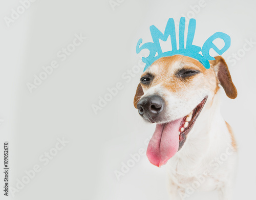 don't worry be happy smiling dog portrait. Motivation emotional pet