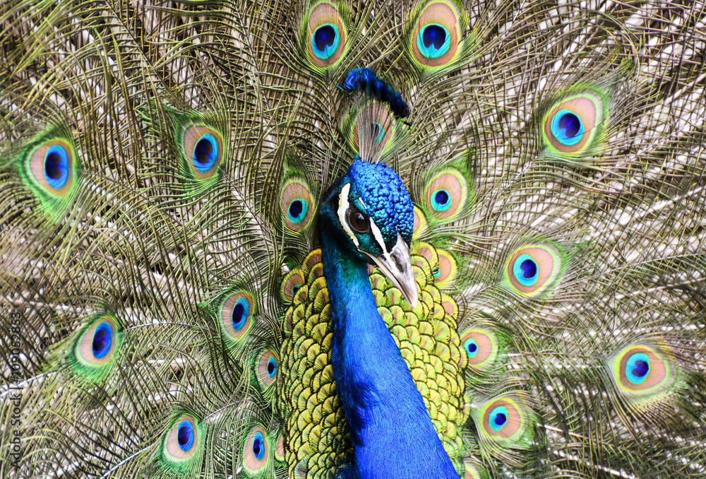 Obraz premium Portrait of beautiful peacock with feathers out. Blue peacock spread tail-feathers.