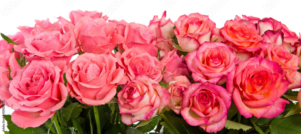 Fototapeta premium Pink roses isolated on white.