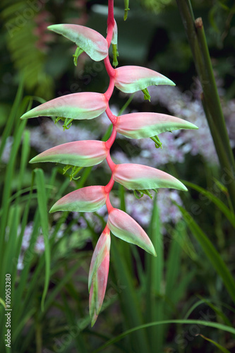 Heliconia (chartacea) in Singapore Botanical Gardens