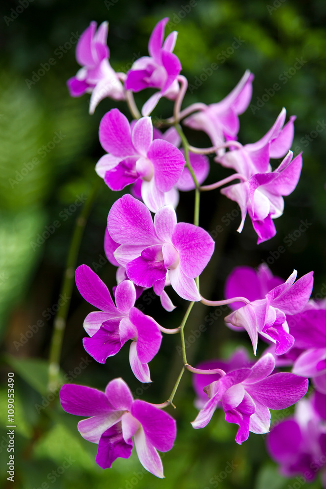 Orchid in Singapore Botannical Gardens Orchid in Singapore Botannical Gardens