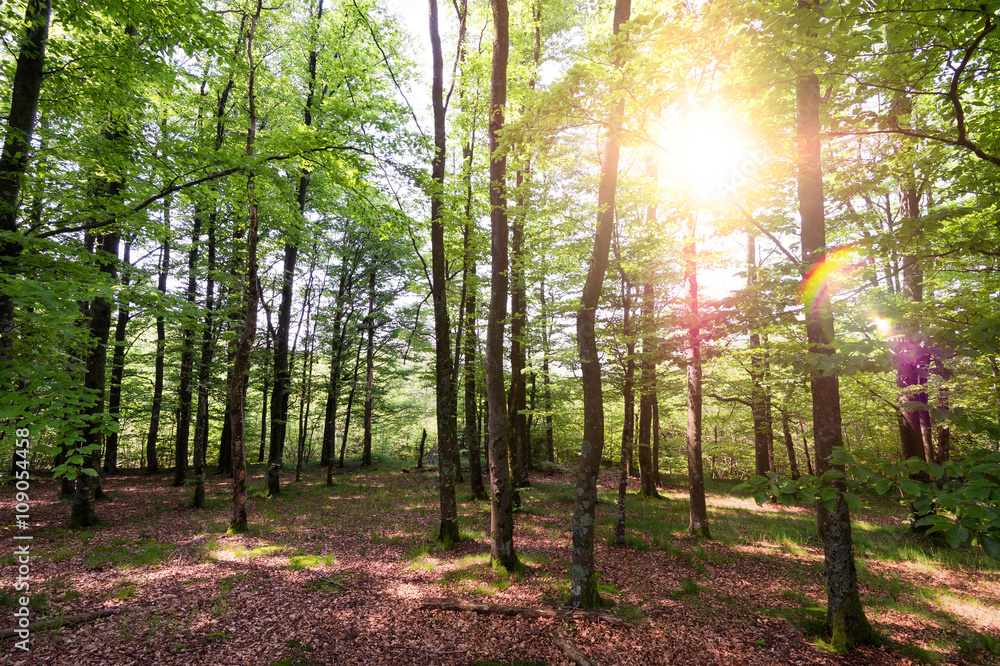 Fototapeta premium Très belle forêt avec le soleil dans les feuilles des arbres