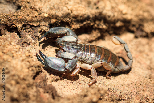 Madagascar scorpion  opisthacanthus madagascariensis  in Isalo national park