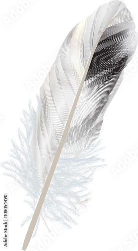 isolated black and white feather illustration