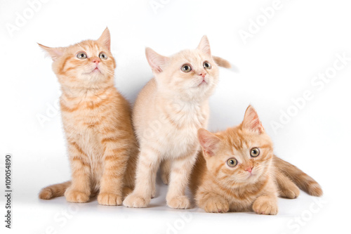 Fototapeta Naklejka Na Ścianę i Meble -  Several red striped kitten in a box