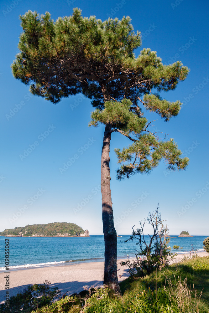 Fir tree on Hahei beach