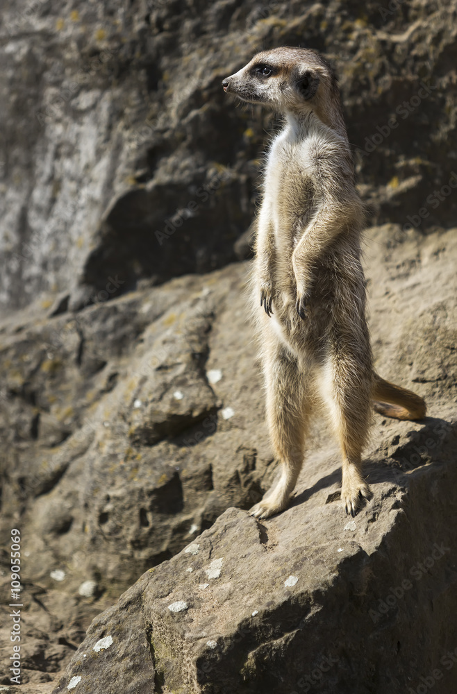Fototapeta premium Meerkat (Surikate) in Prague zoo, Czech Republic