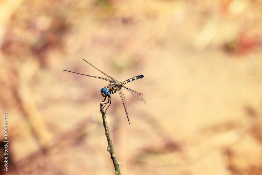 Beautiful dragonfly in Isalo national park, Madagascar. Could be Neodythemis hildebrandti Beautiful dragonfly in Isalo national park, Madagascar. Could be Neodythemis hildebrandti