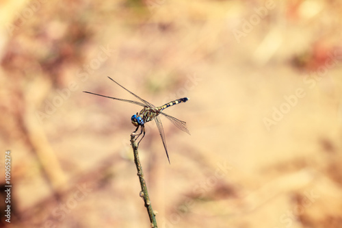Beautiful dragonfly in Isalo national park, Madagascar. Could be Neodythemis hildebrandti