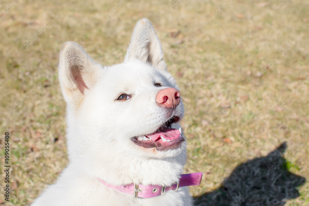 smiling puppy Akita inu with a pink nose. the age of half a year smiling puppy Akita inu with a pink nose. the age of half a year