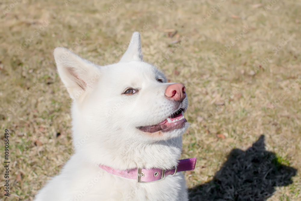 cunning smiling puppy Akita inu with a pink nose. albino cunning smiling puppy Akita inu with a pink nose. albino