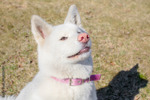 Fotografie smiling puppy Akita inu with a pink nose. albino