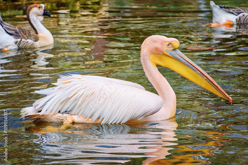 Pelican on the Pond