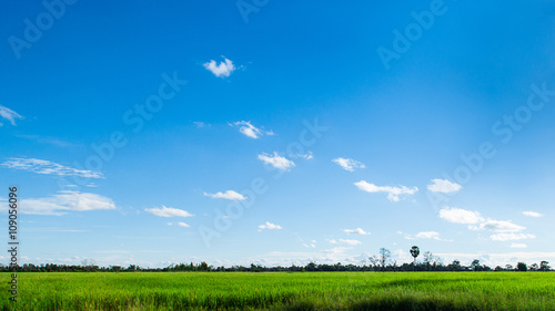 Panorama of Green grass and sky