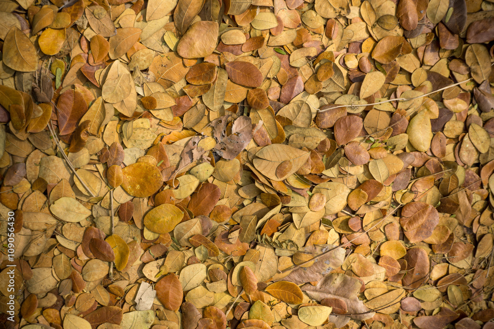 Dry leaves textures backgrounds Dry leaves textures backgrounds