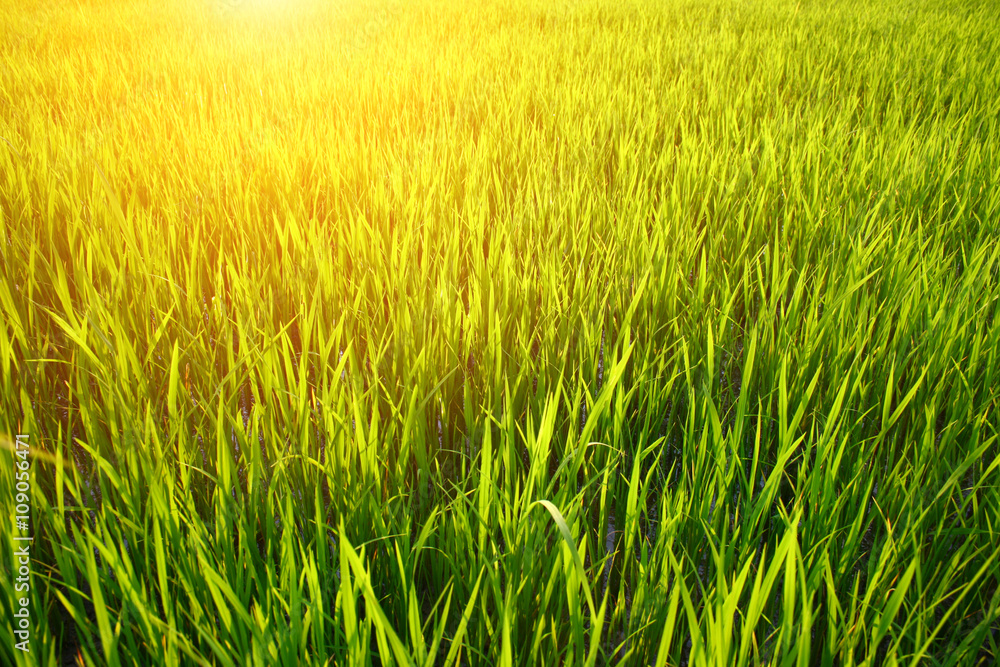 Green grass background on sunset Green grass background on sunset
