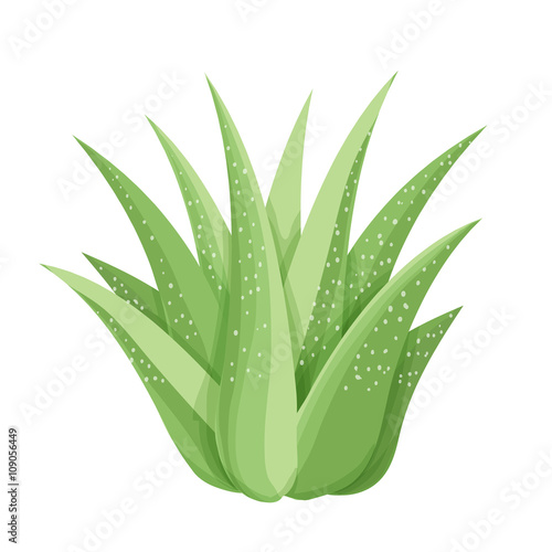 Succulent plant. Isolated succulent on white background. Hand painted garden illustration. Vector floral element.