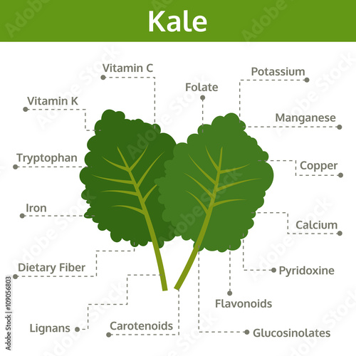 kale nutrient of facts and health benefits, info graphic vector