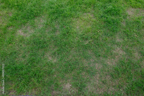 Grass top view