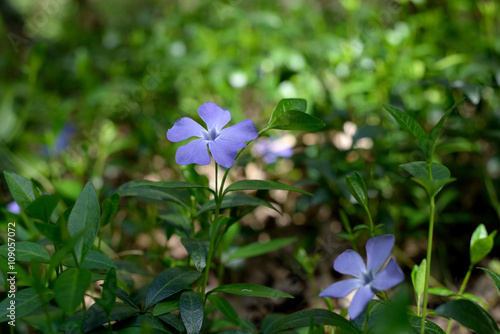 Evergreen periwinkle blooms in spring forest