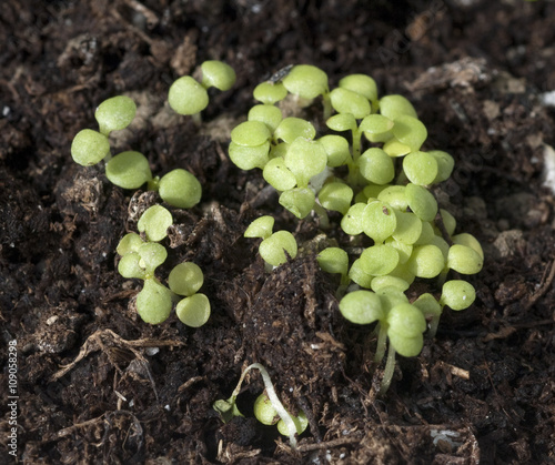 Parakresse; Spilanthes oleracea; Keimling photo