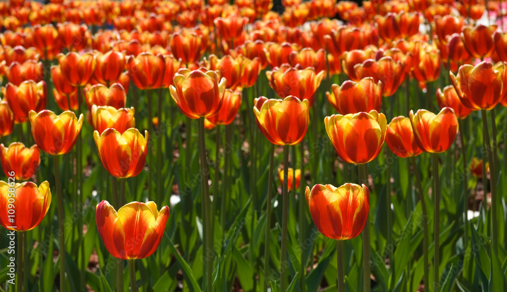 image of beautiful tulips in the garden close-up