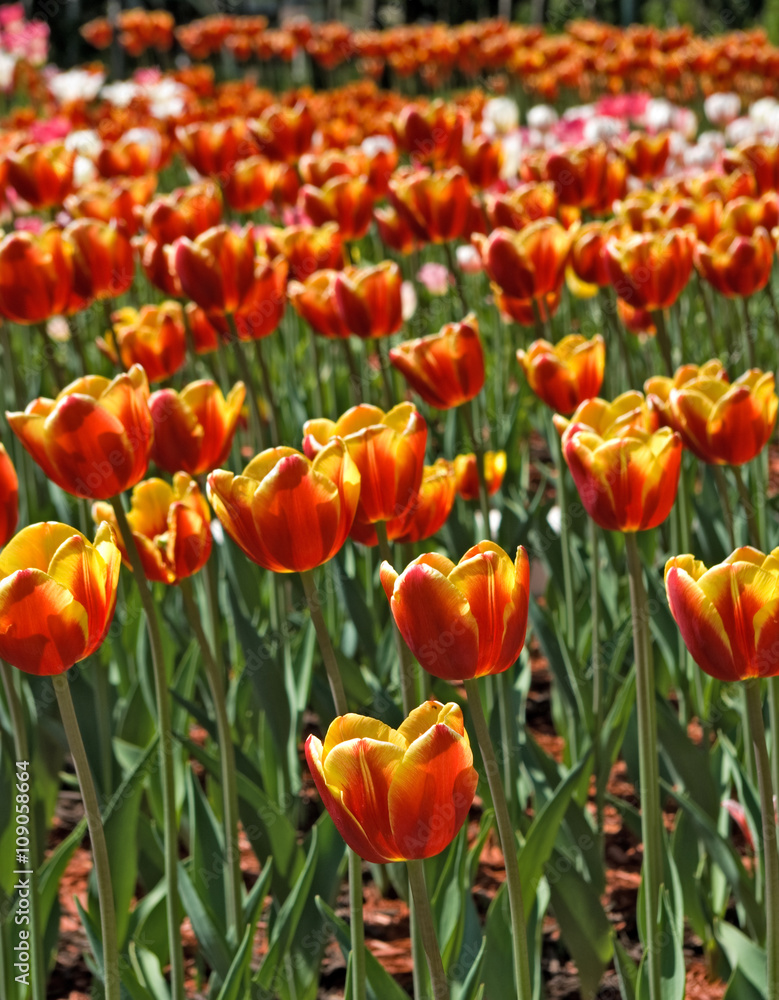 image of beautiful tulips in the garden close-up image of beautiful tulips in the garden close-up