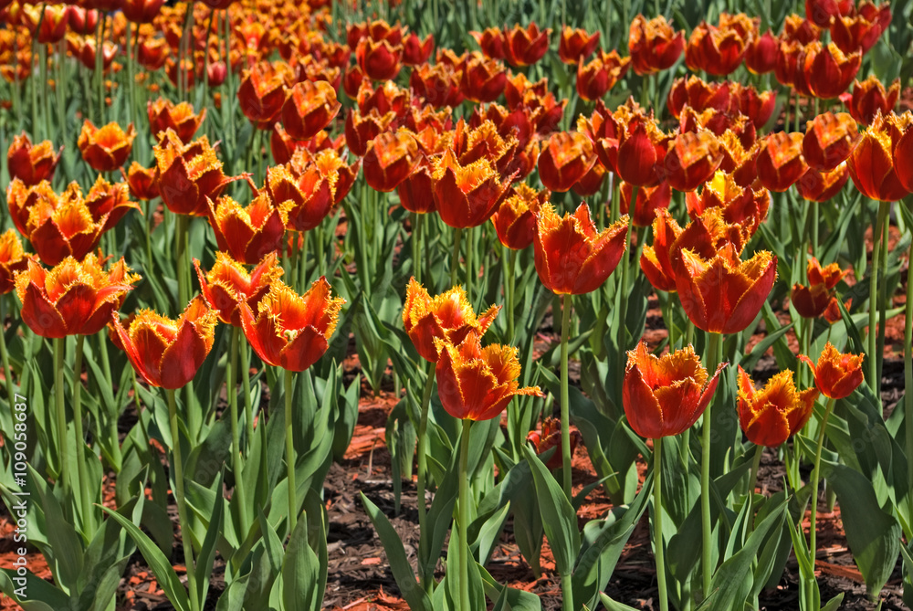 Obraz premium image of beautiful tulips in the garden close-up